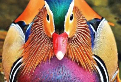 Colorful Duck