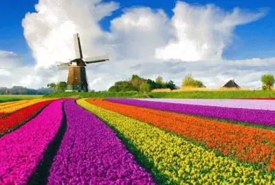 Keukenhof Garden in the Netherlands