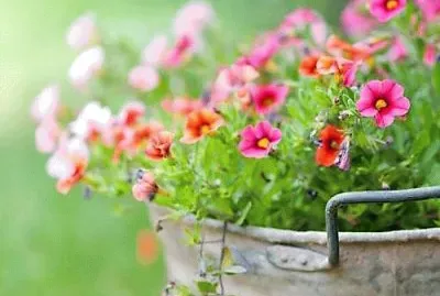 פאזל של flores