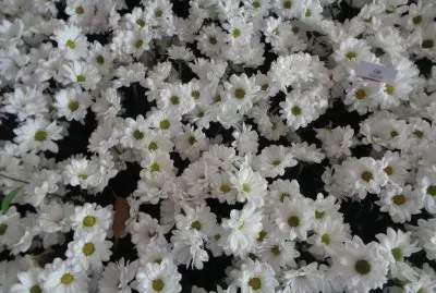 FLORES