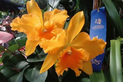 FLORES