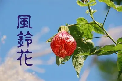 é¢¨éˆ´èŠ±å±¬