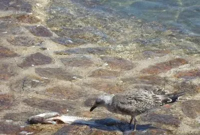 Diner les pieds dans l 'eau