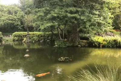 Japanese Teaâ€™s garden