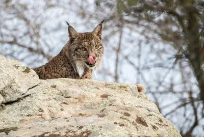 Lince pardina