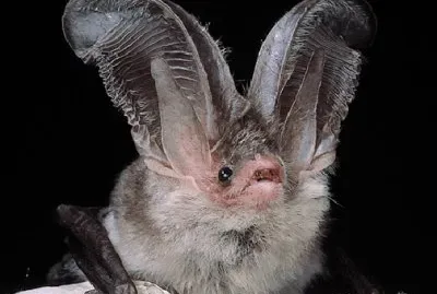 Orecchione sardo jigsaw puzzle