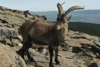 Capra pirenaica jigsaw puzzle