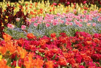 flores