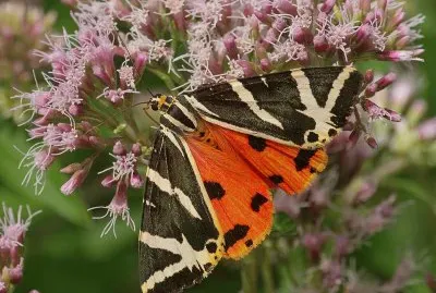 Falena dell 'edera jigsaw puzzle