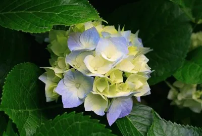 rosa gt