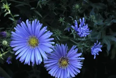 aster