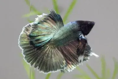 Betta jigsaw puzzle
