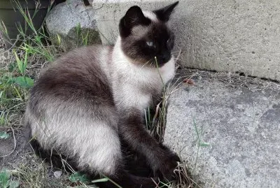 Mia