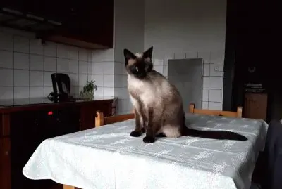 mia