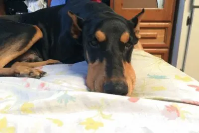 dog doberman