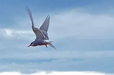 island jigsaw puzzle