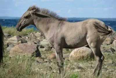 Sorraia jigsaw puzzle