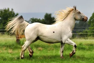 Noriker jigsaw puzzle