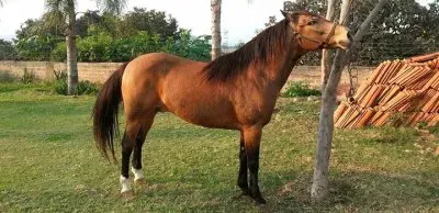 Azteca jigsaw puzzle