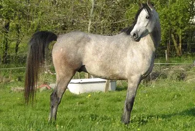 Shagya arabo jigsaw puzzle