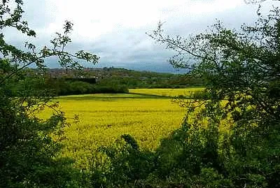 Rapeseed