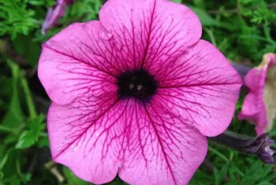 pÃ©tunia