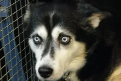 Icy, 2009 jigsaw puzzle