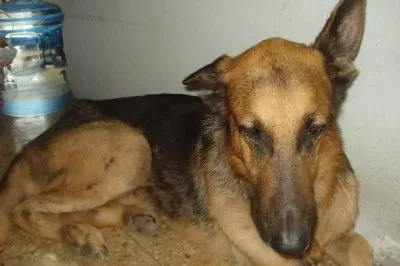 familia jigsaw puzzle