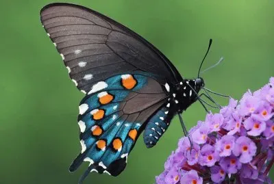 papillon jigsaw puzzle