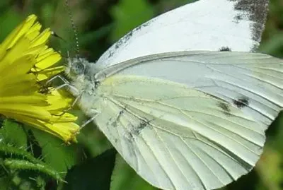 papillon jigsaw puzzle
