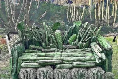 SOFÃ DE CACTUS