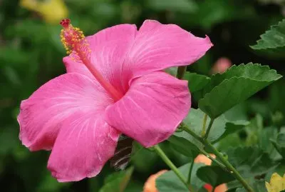 hibiscus