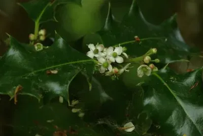fleurs de houx