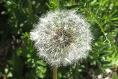 Dandelion fluffs