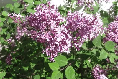 Our lilac bush in bloom