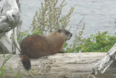 The gopher at our riverside spot