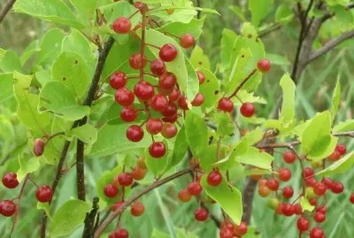 Gooseberries ready for picking