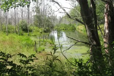 Beautiful swamp along the woods trails