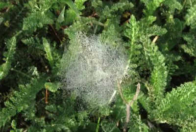 Ground spiderweb in the morning dew