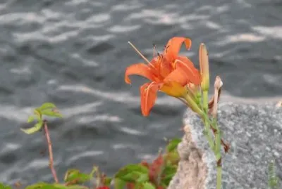 Tiger Lily in the rocks at our riverside spot
