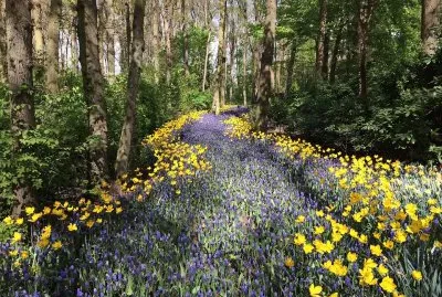 פאזל של Bosque