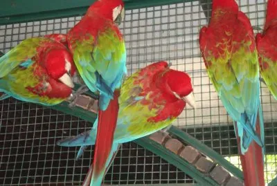 temayken argentina jigsaw puzzle