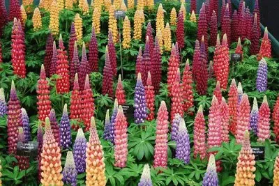 lupins jigsaw puzzle