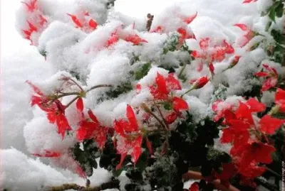 fleurs dans la neige