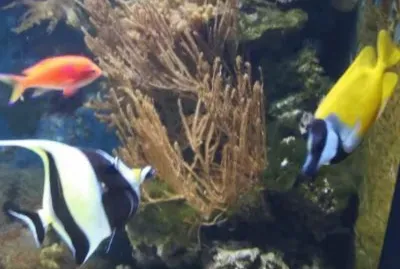 Sea Life - London jigsaw puzzle