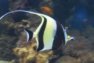 Sea Life2 - London jigsaw puzzle