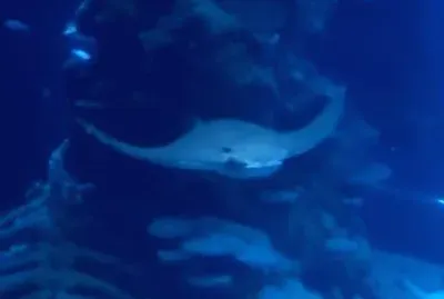 Stingray - London jigsaw puzzle