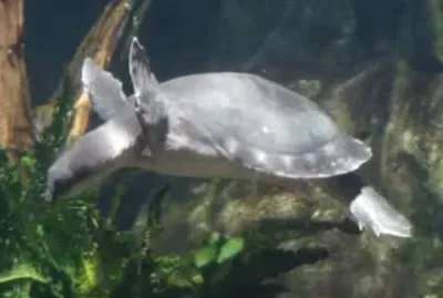 Sea Turtle
