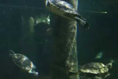 Sea Turtles