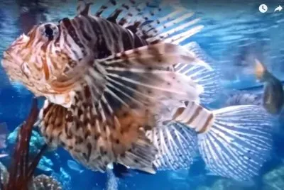 Spider Fish jigsaw puzzle